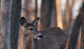 Texas: Deer Breeders Seek Fewer Regulations