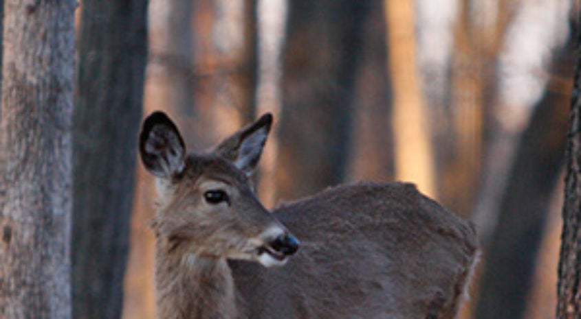 Texas: Deer Breeders Seek Fewer Regulations