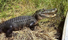 Mississippi Alligator Permits on Sale July 14