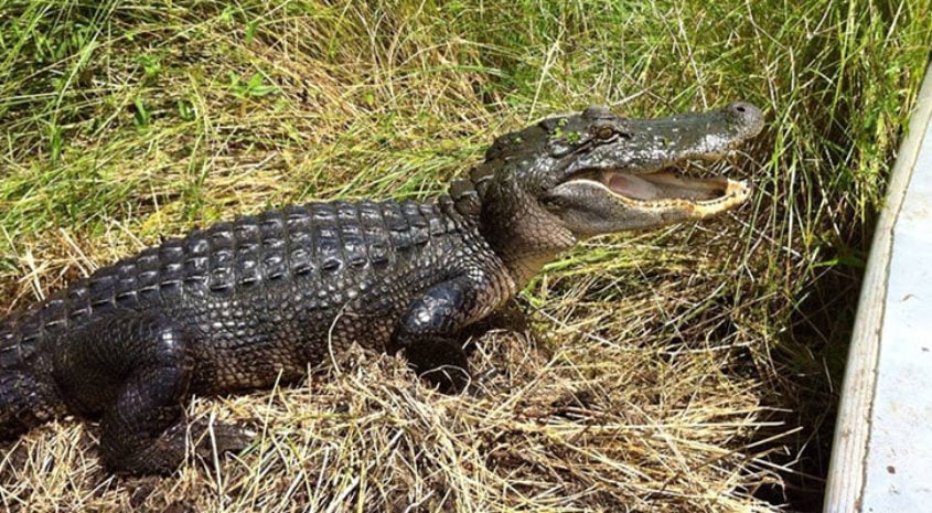 Mississippi Alligator Permits on Sale July 14