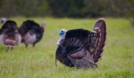 2015 Iowa Spring Turkey Harvest Matches 2014