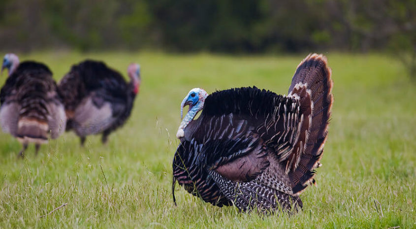 2015 Iowa Spring Turkey Harvest Matches 2014