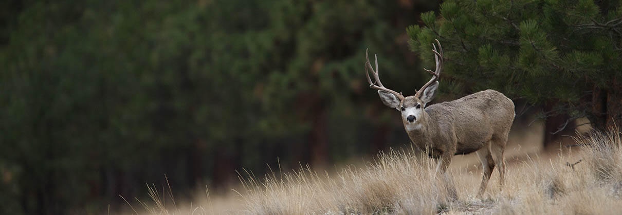 Colorado