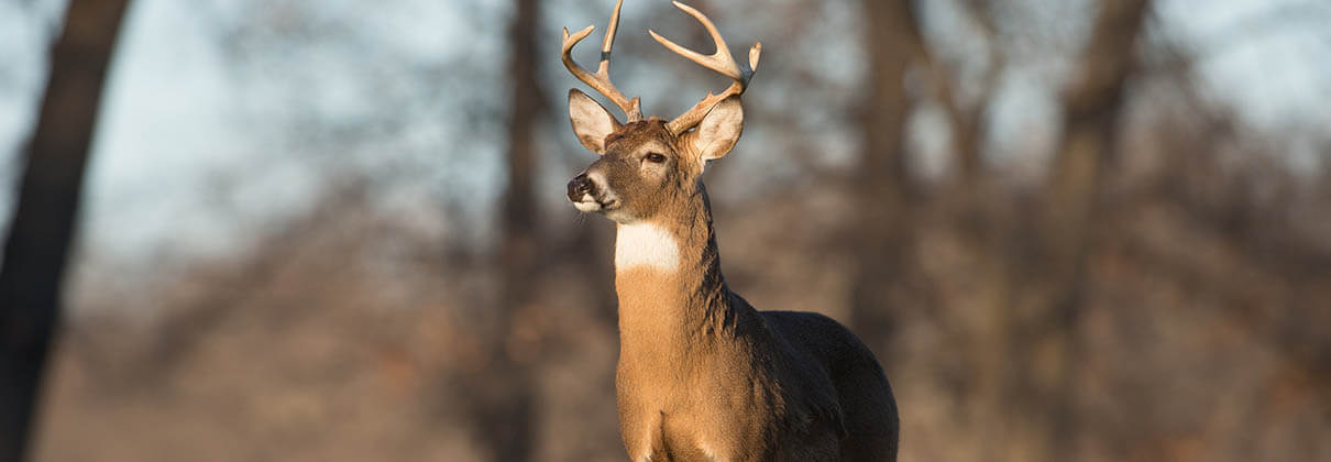 Illinois