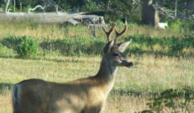 Kansas’ Most Comprehensive Deer Study is Underway