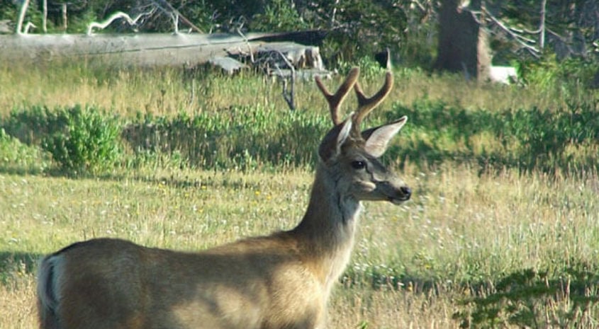 Kansas’ Most Comprehensive Deer Study is Underway