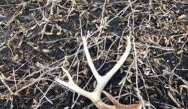 What is Shed Hunting