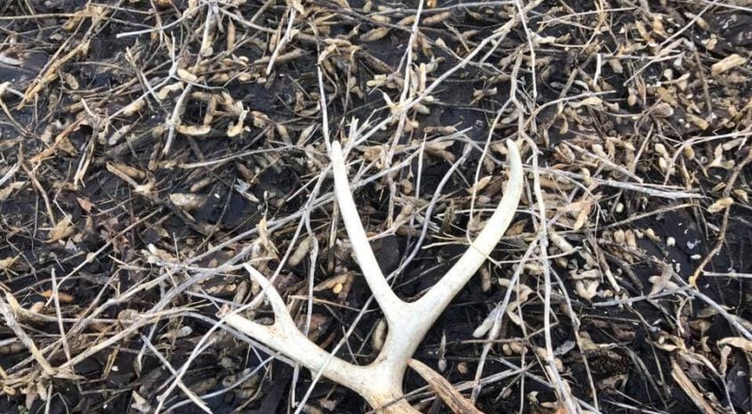 What is Shed Hunting