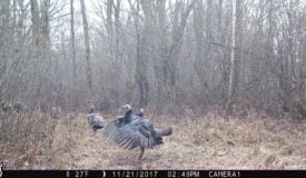 Turkey Hunting Tactics: 10 Tips To Put This Fowl In Your Sights