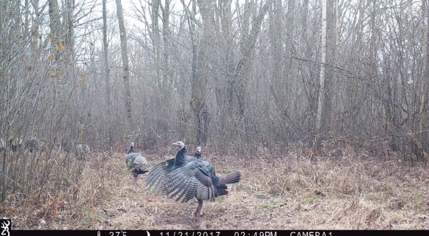 Turkey Hunting Tactics: 10 Tips To Put This Fowl In Your Sights