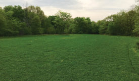 Clover Food Plot Maintenance