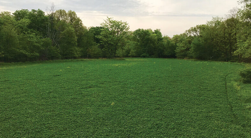 Clover Food Plot Maintenance