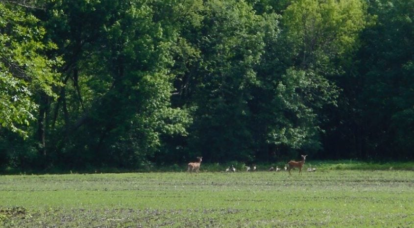 Don’t Hunt. Your Prospective Buyer Does. Here’s What You Should Know When Picking Your Land Specialist