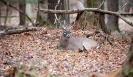 Steps to Creating Deer Bedding Areas