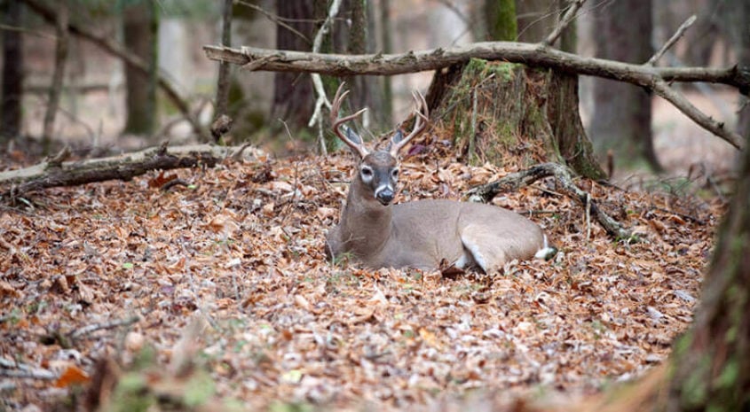 Steps to Creating Deer Bedding Areas