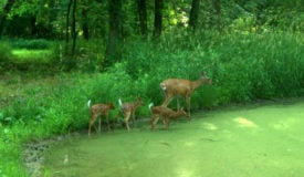 Small Property Habitat Management Can Pay Big Dividends