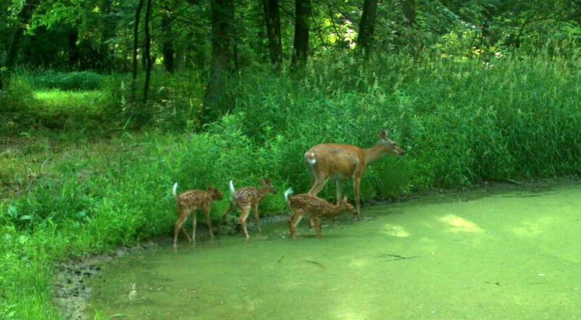Small Property Habitat Management Can Pay Big Dividends