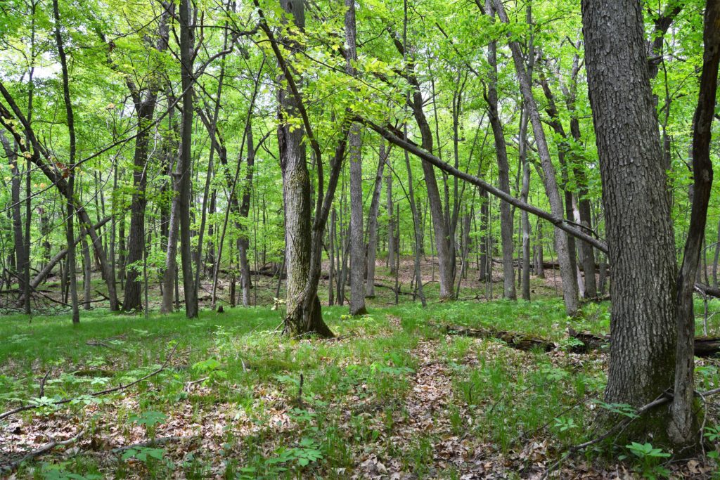 Pros & Cons of Harvesting Timber on a Hunting Tract UC Hunting Properties