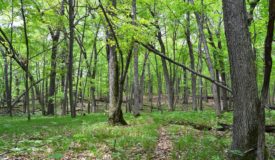 Pros & Cons of Harvesting Timber on a Hunting Tract   