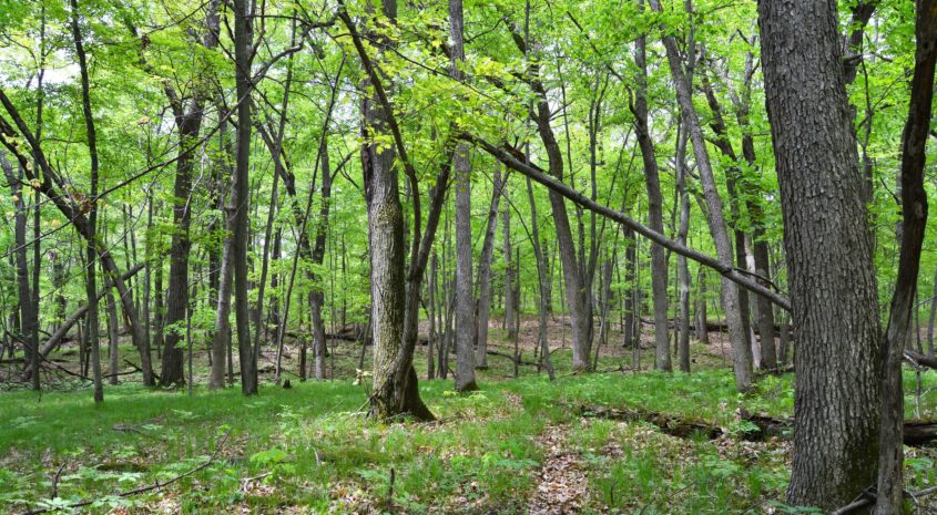 Pros & Cons of Harvesting Timber on a Hunting Tract   