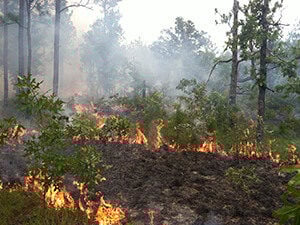 Controlled Burn