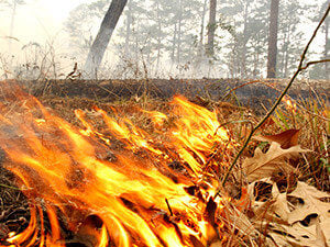 Controlled Burn