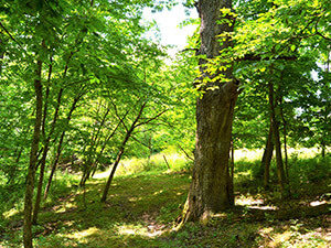 Pasturing Woods