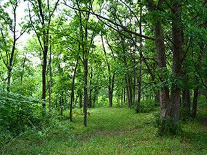 Pasturing Woods