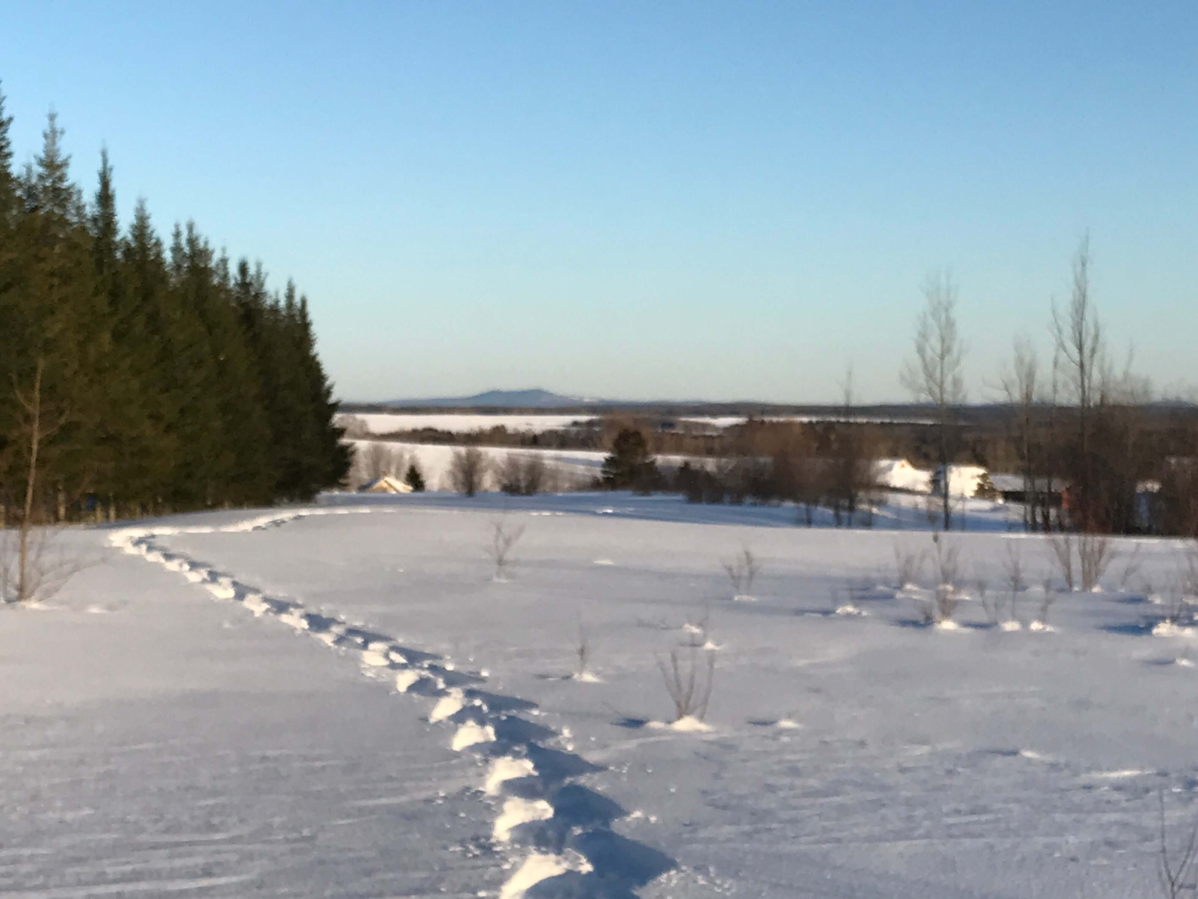 Grants Christmas Tree Farm Warren Maine