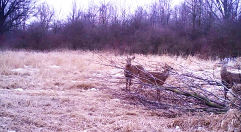 Hinge Cutting Helps Wildlife Survive Tough Winters