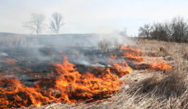 Controlled Burns Boost Hunting Land Values