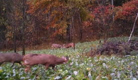 Food Plot Architecture