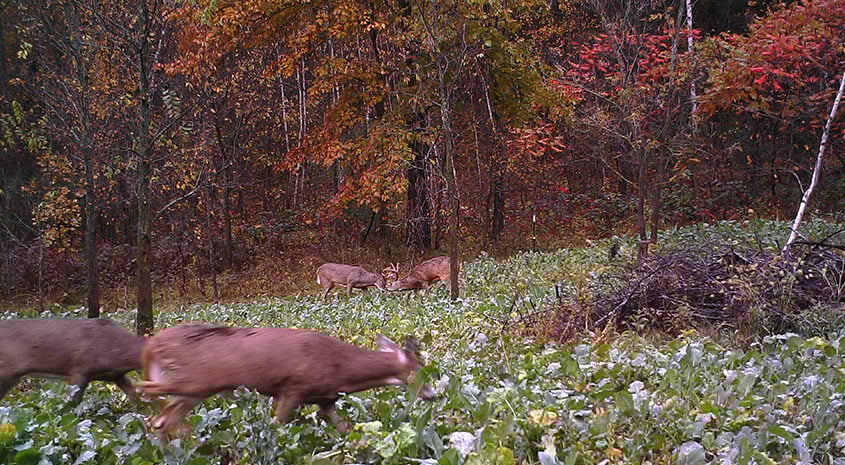Food Plot Architecture