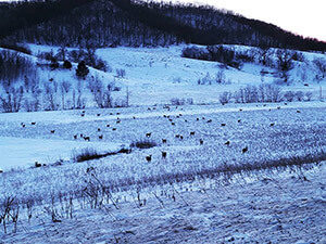 Food Plot