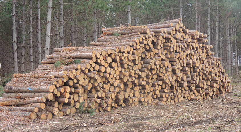 Managed Forest Laws Provide Benefits