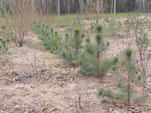 Managed Forest