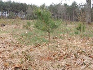 Managed Forests