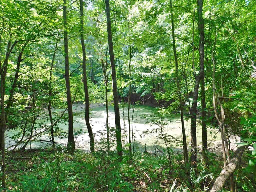 Adams Hunting Land UC Hunting Properties