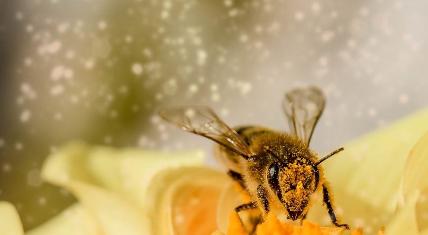 POLLINATOR PROGRAM