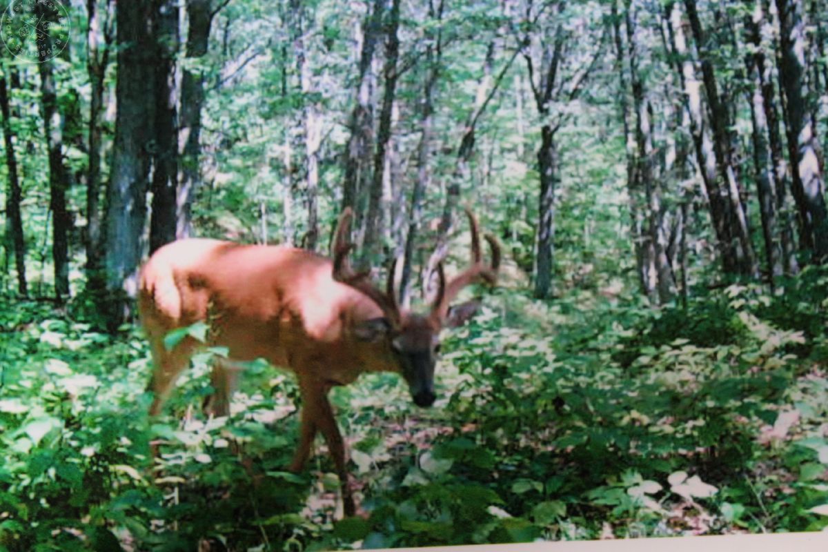 Jackson Hunting Land UC Hunting Properties