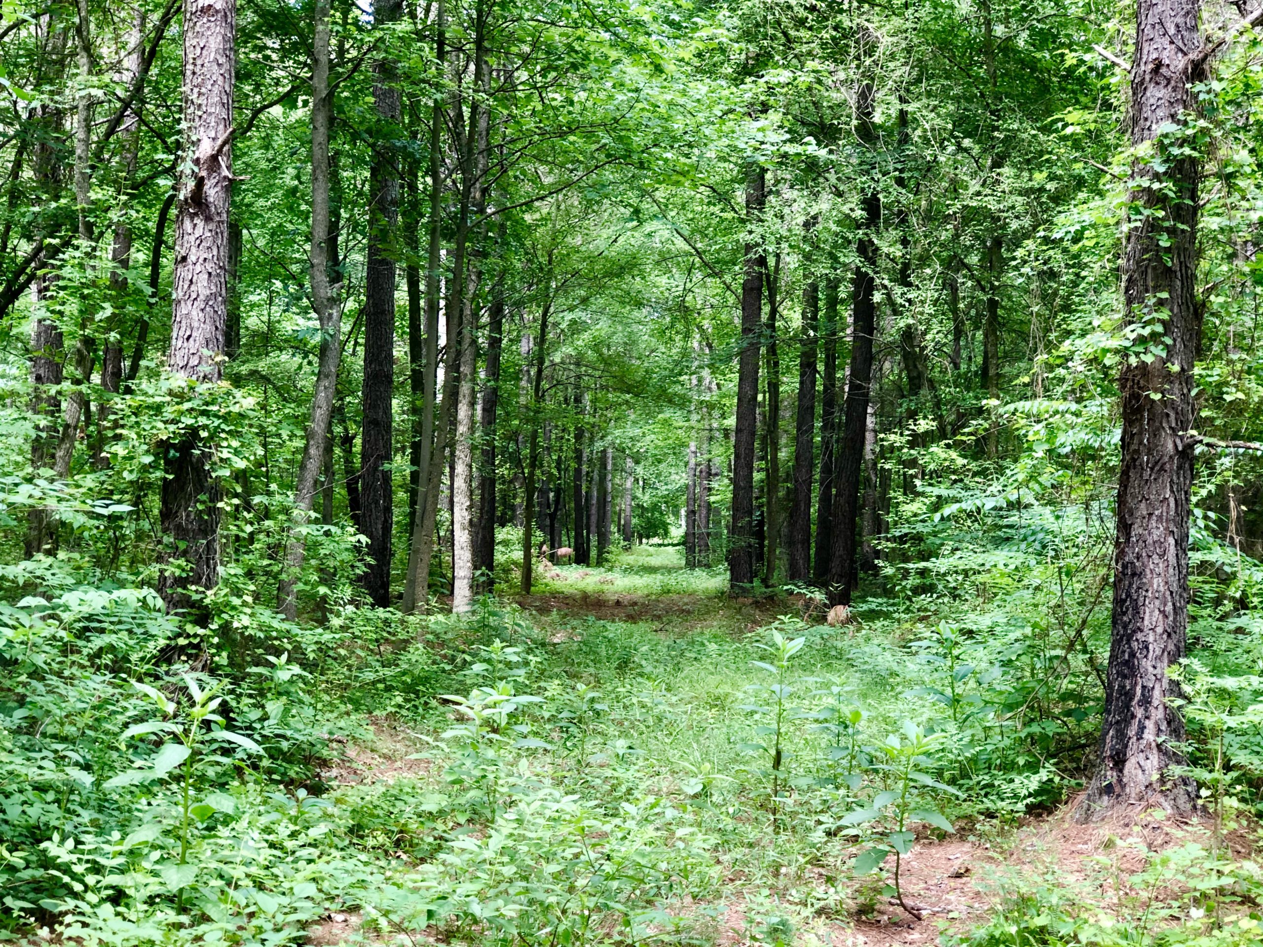 Hunting Land For Sale in North Carolina Hunting Properties for sale