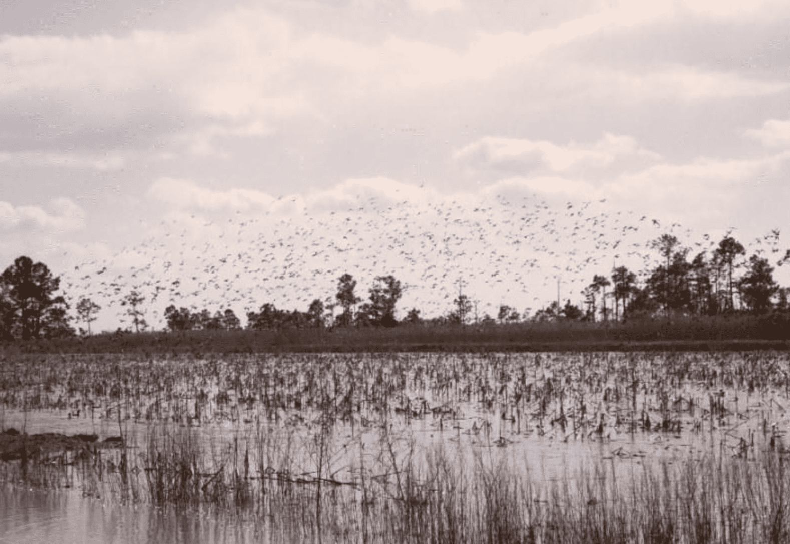 Wetland/Waterfowl Properties UC Hunting Properties