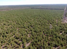 Town of Rome 80 acre timber lot for sale in Adams County WI