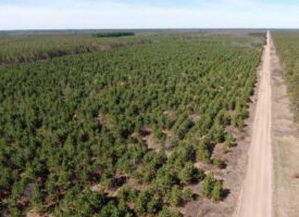 Corner Town of Rome 90 acre timber lot for sale in Adams County WI