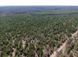 Town of Rome 40 acre timber lot for sale in Adams County WI