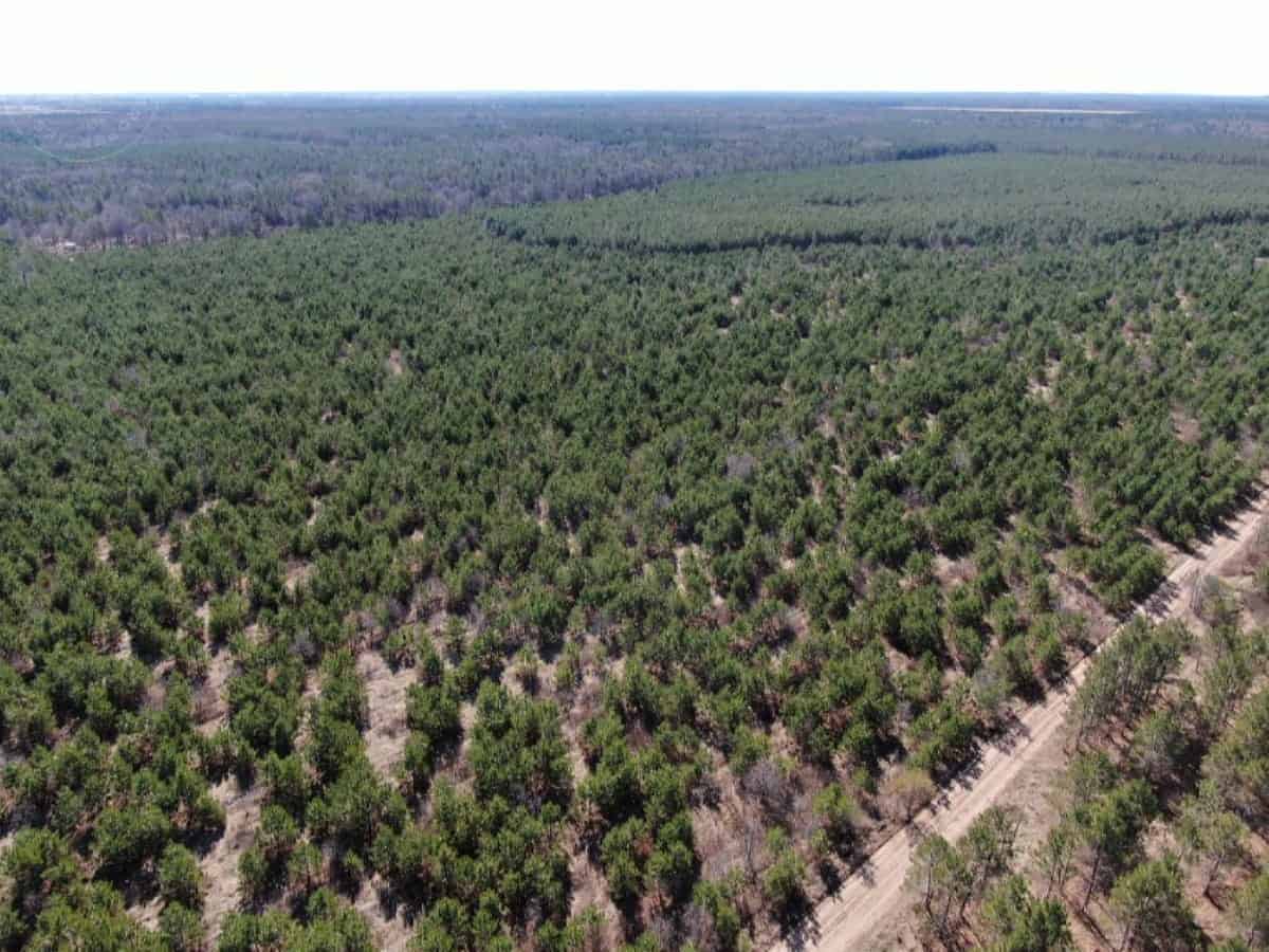 Town of Rome 40 acre timber lot for sale in Adams County WI