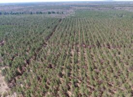 Town of Rome 40 acre timber lot for sale in Adams County WI