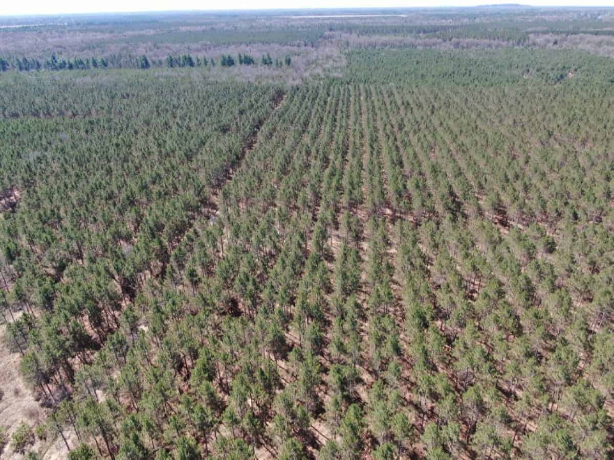Town of Rome 40 acre timber lot for sale in Adams County WI