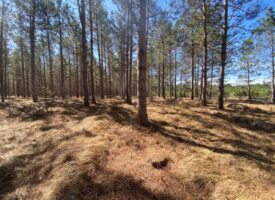Town of Rome 60 acre timber lot for sale in Adams County WI
