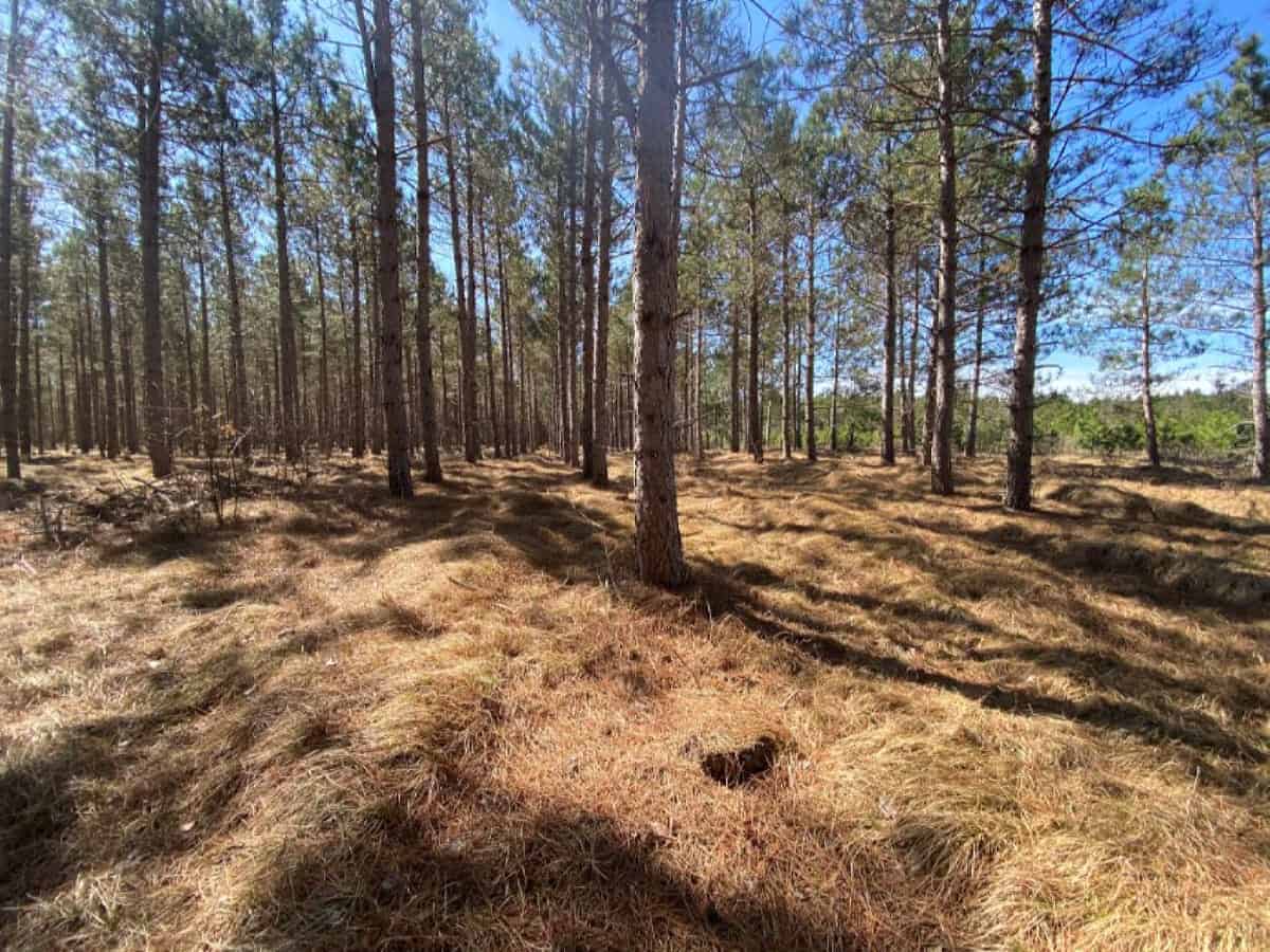 Town of Rome 60 acre timber lot for sale in Adams County WI
